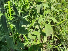 Marrubium peregrinum