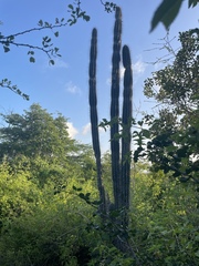 Cereus repandus