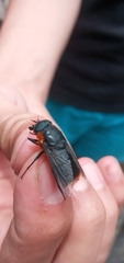 Osca lata
