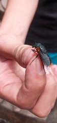 Osca lata