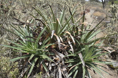 Puya chilensis