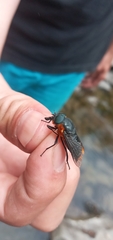 Osca lata