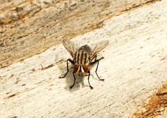 Oxysarcodexia varia