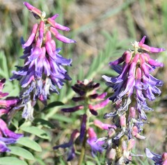 Astragalus bisulcatus