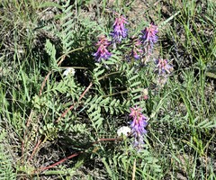 Astragalus bisulcatus