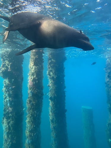 New Zealand fur seal