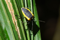 Runibia discoidea