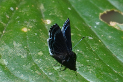 Detritivora matic