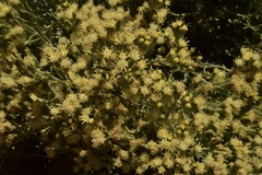 Senecio filaginoides