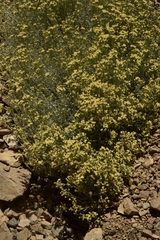 Senecio filaginoides