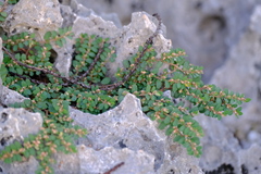 Euphorbia pergamena