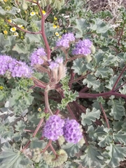 Phacelia pedicellata