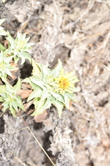 Haplopappus foliosus