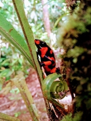 Oophaga solanensis