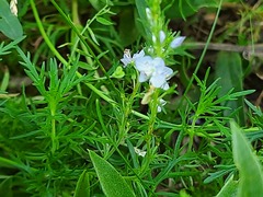 Veronica austriaca jacquinii