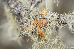 Usnea rubicunda