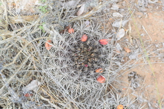 Eriosyce nigrihorrida