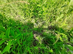 Veronica austriaca jacquinii