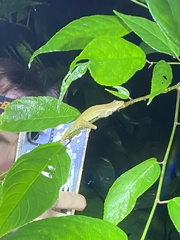 Anolis polylepis