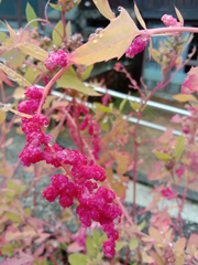 Chenopodium formosanum