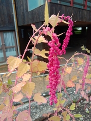 Chenopodium formosanum