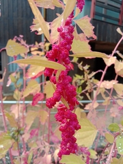 Chenopodium formosanum