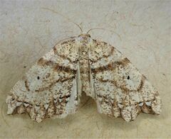 Chalastra pellurgata