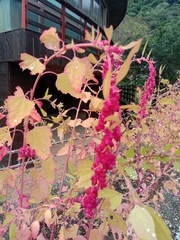 Chenopodium formosanum