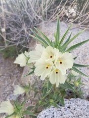 Mohavea confertiflora