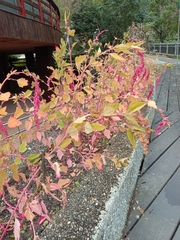 Chenopodium formosanum