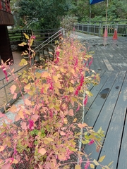 Chenopodium formosanum