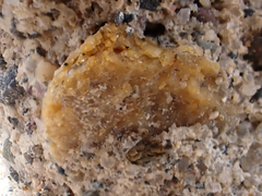 Colpomenia tuberculata