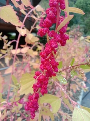 Chenopodium formosanum