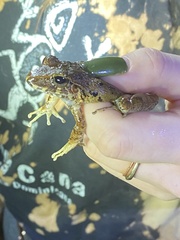 Craugastor fitzingeri