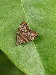 Choreutis periploca
