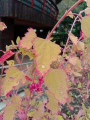 Chenopodium formosanum