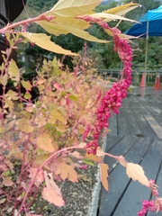 Chenopodium formosanum