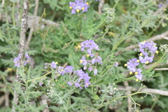 Solanum pinnatum