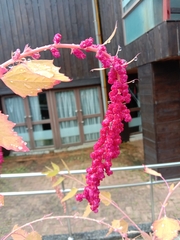 Chenopodium formosanum