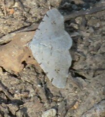 Digrammia pallidata