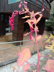 Chenopodium formosanum