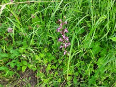 Himantoglossum formosum