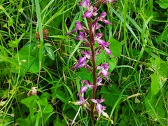 Himantoglossum formosum