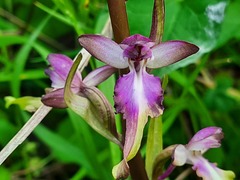 Himantoglossum formosum