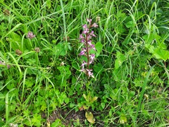 Himantoglossum formosum