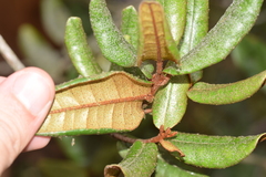 Aextoxicon punctatum