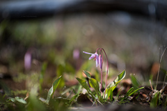 Erythronium hendersonii