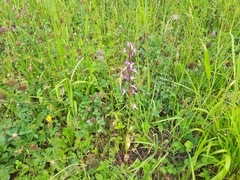 Himantoglossum formosum
