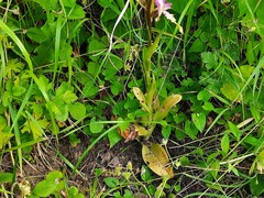 Himantoglossum formosum