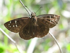 Ephyriades brunnea